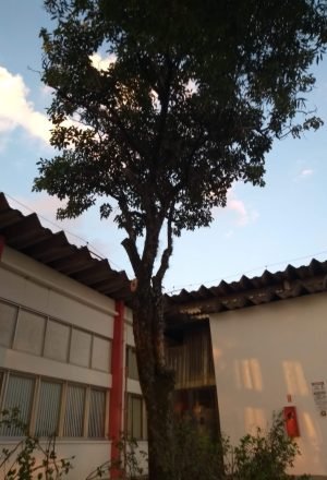 Imagem do WhatsApp de 2025-06-27 à(s) 11.39.02_6b8596fe